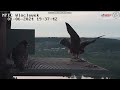 Trójka młodych z wizytą, Sokół wędrowny (Falco peregrinus), Włocławek MPEC, Polska, 01.06.2024