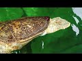 Beautiful Sea Turtle Swimming.