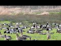 Brandgans / Barnacle Goose / Weiswangengans.