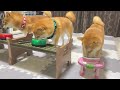 [Shiba Inu] I have a story that I would like everyone to understand.