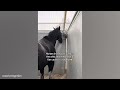 The FUNNIEST Horses Video 2024