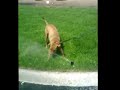 Junior vs Sprinkler
