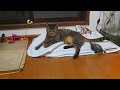 猫と亀のボール遊び！【Cat and turtle playing ball!】