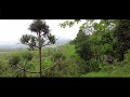 Stress relief on a rainy day in the forests of Mauritius | ASMR
