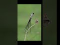 Bird Chirping Sound Short video☘️☘️💥#videoviral @KEBUMENNKICAU99