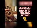 Senior cat reacts to brush vs. petting ❤😻👍