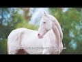 Journey into Elegance: Akhal Teke Horses Unveiled - Explore the Beauty and History 🐎✨