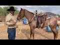 AZHT: How to Properly use Spurs on a Horse - STAY SOFT