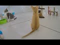 😘 A fun day with silly cat actions 😂😂 Best Funny Video Compilation 😆🐶