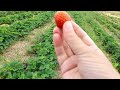 Strawberry Picking in West Midlands