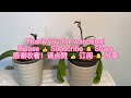 切头顶-蝴蝶兰繁殖最快最简单的方式/如何繁殖蝴蝶兰/How to Propagate Phalaenopsis Orchids