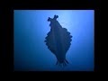 Anomalocaris: Earth's First Predator