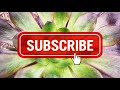 AEONIUM TOUR ( How to Care for and Propagate this Amazing Plant )