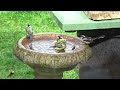 Blue-Tits in Bird Bath