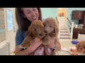 LIVE Evening Routine With 14 Goldendoodle Puppies