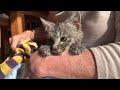 Rescue a kitten  | Japan | #1