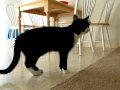 Aries Ventures out from Under the Couch