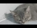 Try Not To Laugh Challenge🥰Funny and Cute CAT Videos Compilation 2024😹🐕