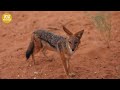 The Angry Leopard Took Revenge On The Jackal For Stealing Its Prey | Animal Fight