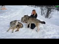 Girl is Hawling with dangerous Norwegian wolves||viral hog