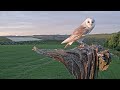 Barn Owl Chicks Take Care of One Another | Gylfie & Finn | Robert E Fuller