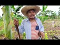 How to plant Banana ||Paano mag tanim ng saging na saba ||Buhay Probinsya