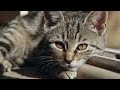 Cat Sounds & Meows That Attract Your Cat + Cute Cat TV Videos!