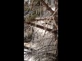 Icy Dwarf Pine
