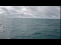 Sperm Whale off the Coast of Snafellsnes Peninsula in Iceland