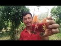 Making Naga Red Wine At My Farm In My Village || Great Taste