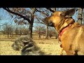 Windy day at the park with my dogs