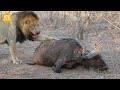 Male Lions Hunt Hippos During The Largest Migration | Animal Fight
