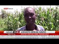 Turkana Farmers Suffer Major Losses as Locusts Devastate Crops