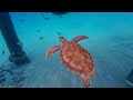 Swimming with Sea Turtles 🐢 | Playa Piskado | Playa Grandi | Curaçao🌴☀ | 4K DJI Osmo Action 4