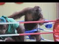 Orangutan Boxing