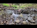 Water Sounds Flowing Water In A Peaceful Forest for Sleep Anxiety