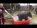 Baby Elephant Bathing 