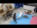 New Funny Animals 😅 Funniest Cats and Dogs Videos 😹🐶 Part 3