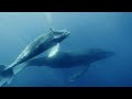 Ocean 4K - Beautiful Coral Reef Fish in Aquarium, Sea Animals for Relaxation -  4K Video Ultra HD #3