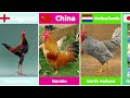Rare Chickens Breeds From Different Countries | Chicken Comparison | Things List