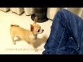5 months old Chihuahua 11 tricks