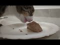 Cat eating wet food, slow motion