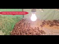 Day old Chicks Quails #asmr #asmrsounds #farmlife #asmrvideo