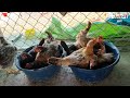 गावरान कोंबडी पालन व्यवसाय | Gavran Kombdi Palan | poultry farm business plan in marathi |