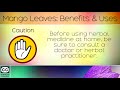Mango Leaves: Benefits and Uses
