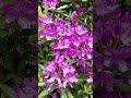 Beautiful Purple Rhododendrons Dancing Gracefully with the Breeze