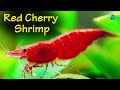 cherry shrimp care - lifespan | cherry shrimp farming method