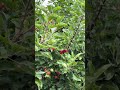 Apple Orchard in countryside United Kingdom