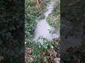 Cannock Extension Canal Pollution  SSSI Protected rare plants