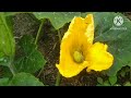 How do pumpkin pollinate ? || Pollination